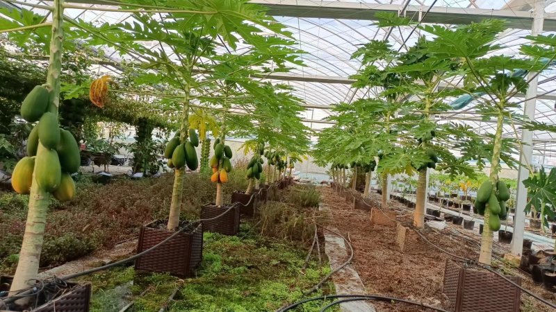 上海精品水果木瓜盆栽大量供应质量优常年供应