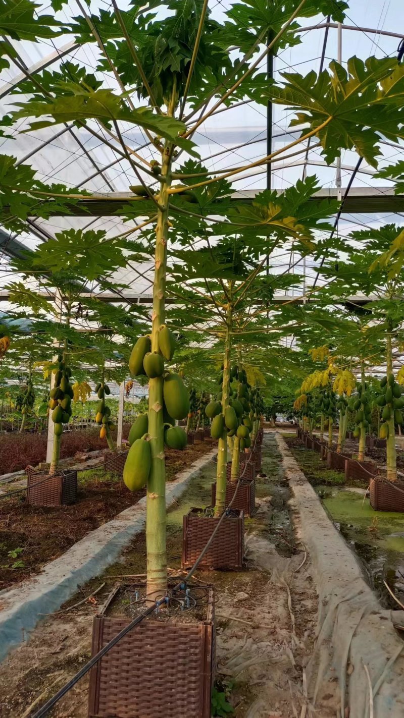 上海精品水果木瓜盆栽大量供应质量优常年供应