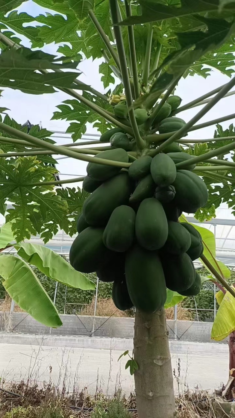 上海精品水果木瓜盆栽大量供应质量优常年供应