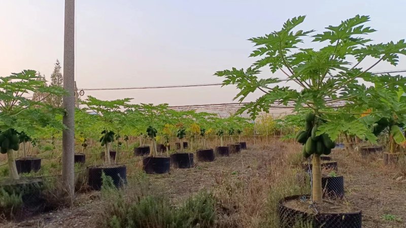 上海精品水果木瓜盆栽大量供应质量优常年供应