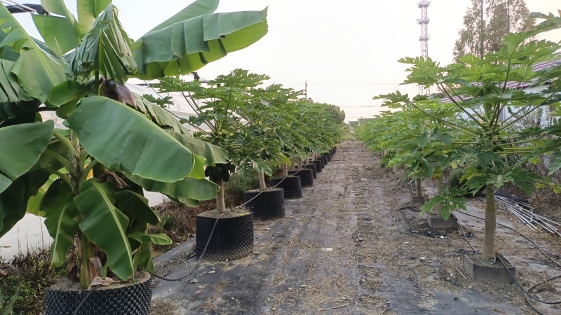 上海精品水果木瓜盆栽大量供应质量优常年供应