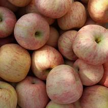 苹果山东栖霞红富士苹果产地大量供货现货直发价格优