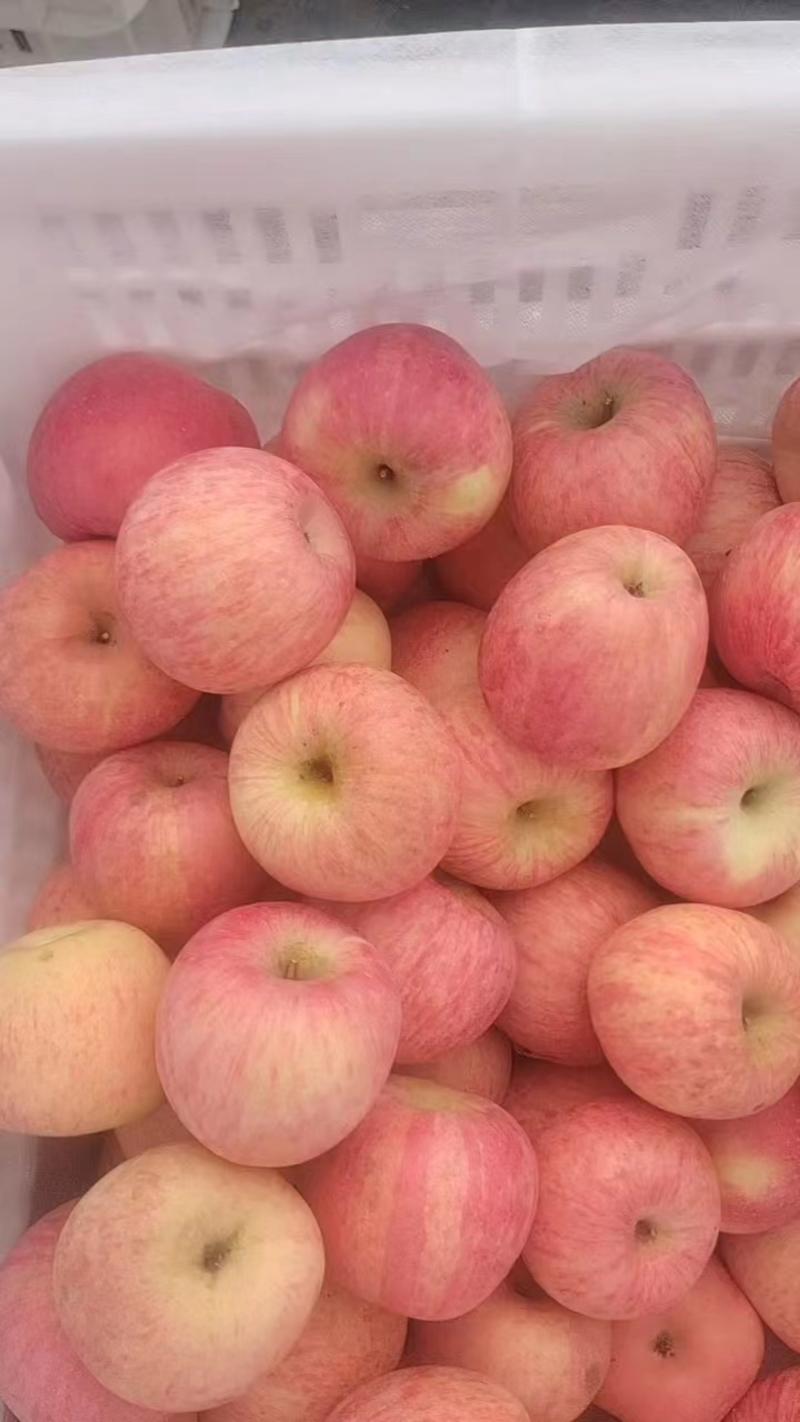 红富士苹果山东苹果产地大量批发保质价格优欢迎咨询下单
