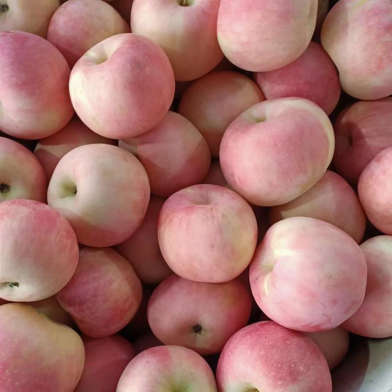 红富士苹果山东苹果产地大量批发保质价格优欢迎咨询下单
