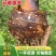 【全国发货】云南香芋人头芋，淀粉含量高，口感软糯对接商超