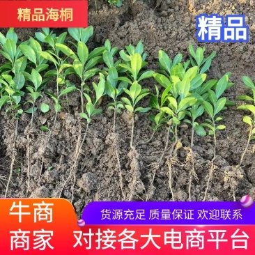 【海桐床苗】海桐苗，大量出售海桐床苗，量大从优基地发货