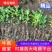 【海桐床苗】海桐苗，大量出售海桐床苗，量大从优基地发货