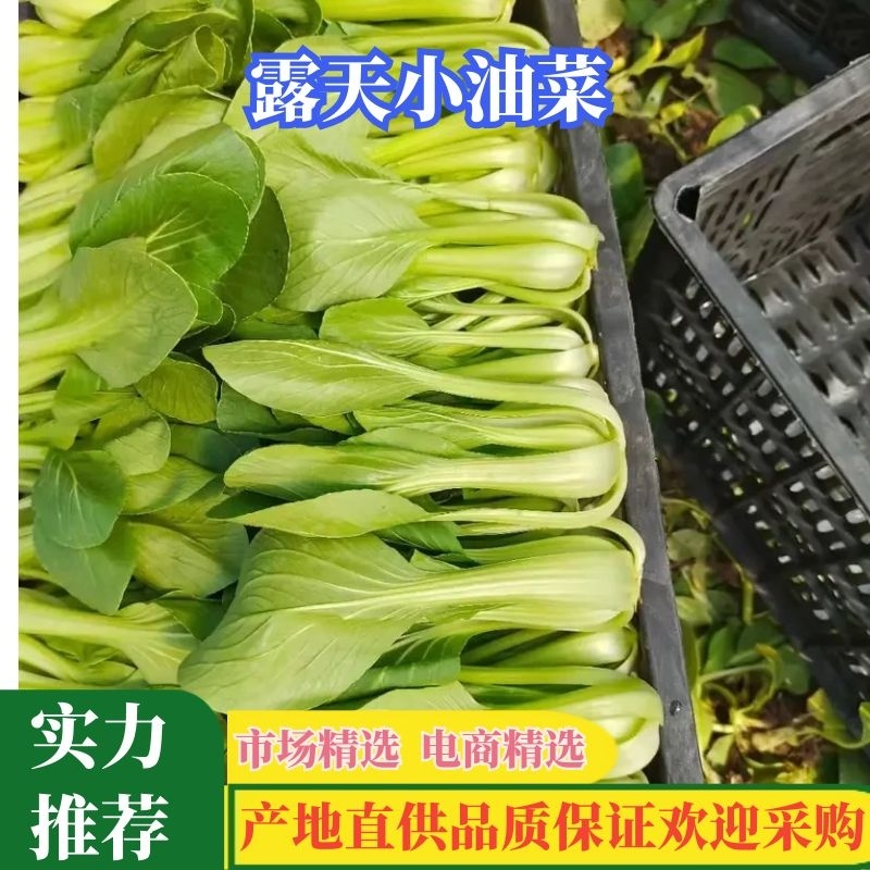 [推荐]速冻包子馅原料，酸菜加工对接食品厂净菜加工