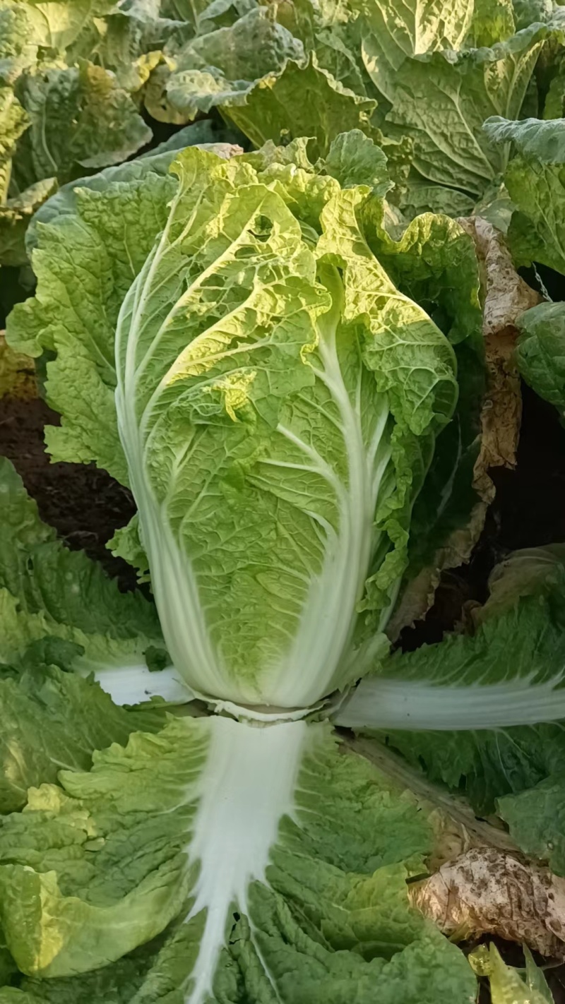 吉林黄心菜，可走市场，可酸菜厂，无虫道全国批发量大从优