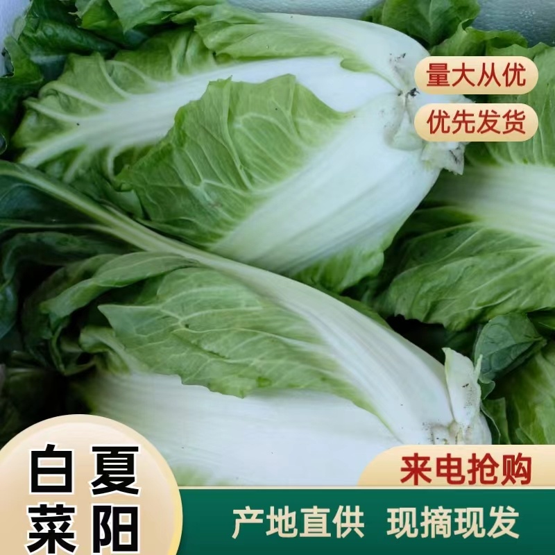 【白菜精品夏阳白包球结实一手货源可视频看货全国发货