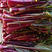 湖北精品红菜苔大量上市新鲜发货脆嫩清甜对接电商各大市场
