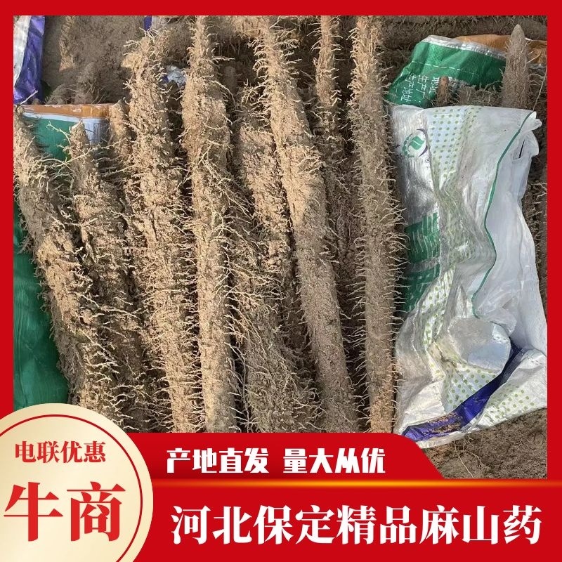 【专注电商】麻山药，棒山药，紫药双棒产地货源直发欢迎采购
