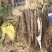 【专注电商】麻山药，棒山药，紫药双棒产地货源直发欢迎采购