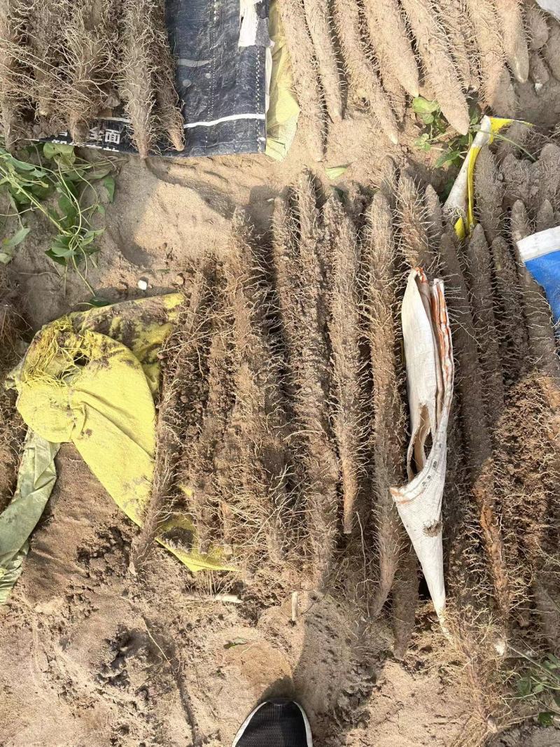 【专注电商】麻山药，棒山药，紫药双棒产地货源直发欢迎采购