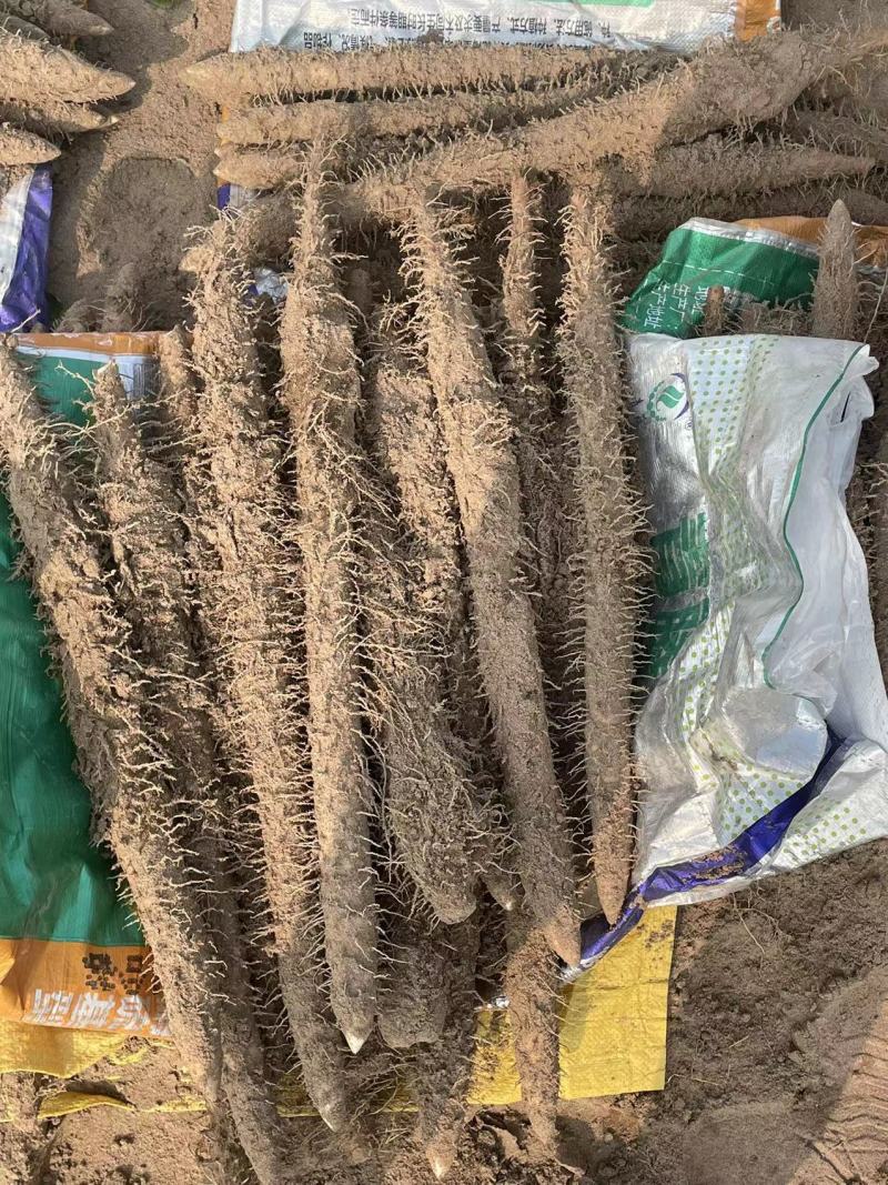 【专注电商】麻山药，棒山药，紫药双棒产地货源直发欢迎采购