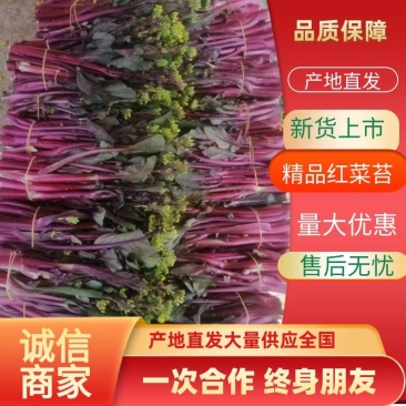 优选当阳红菜苔大量现货直发商超品质价格可谈欢迎致电