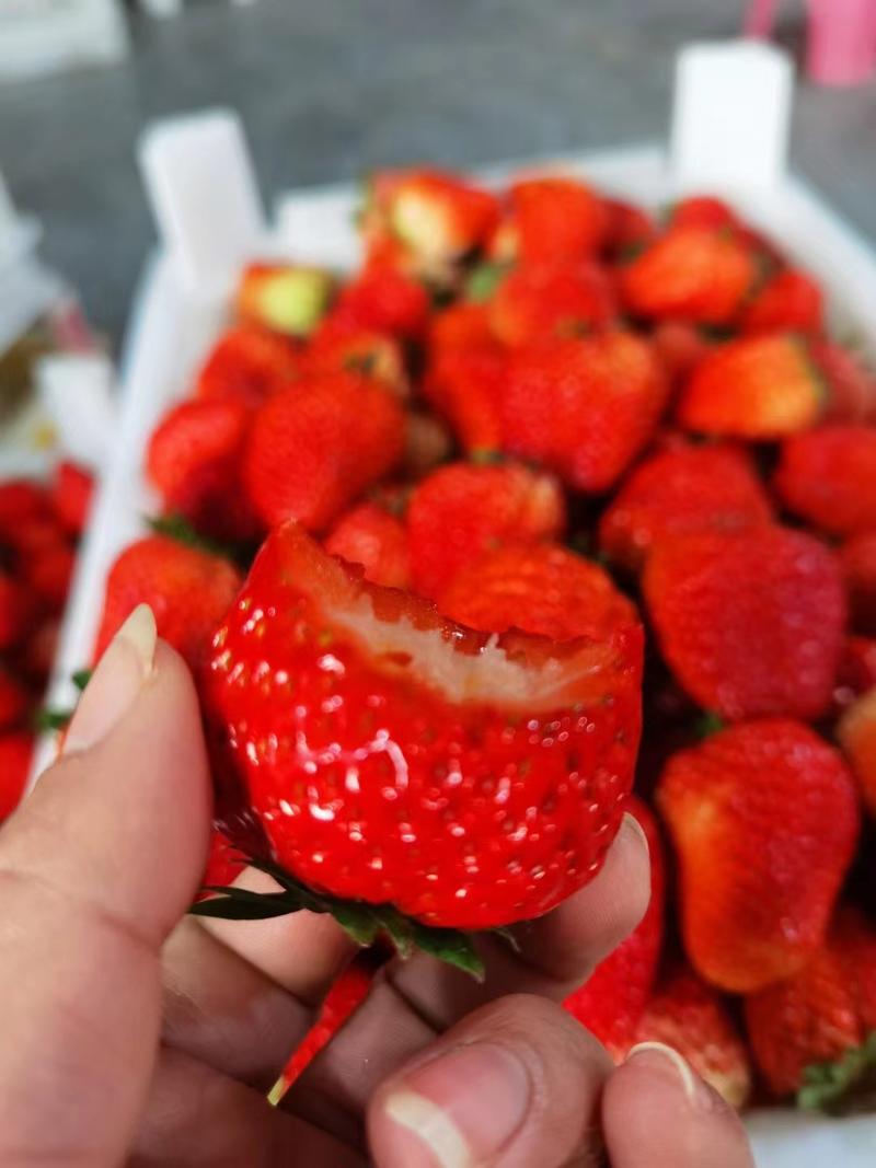 长丰红颜奶油草莓甜美多汁！饱满鲜红！欢迎全国各地老板联系