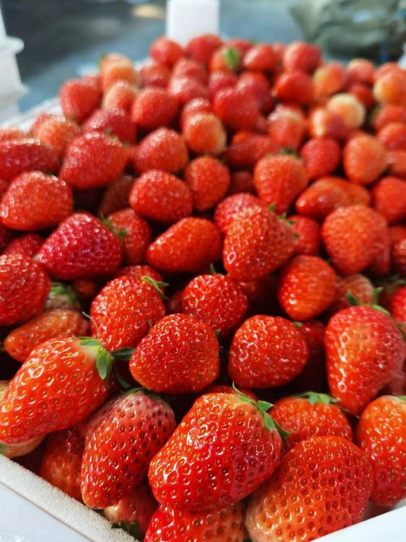 长丰红颜奶油草莓甜美多汁！饱满鲜红！欢迎全国各地老板联系