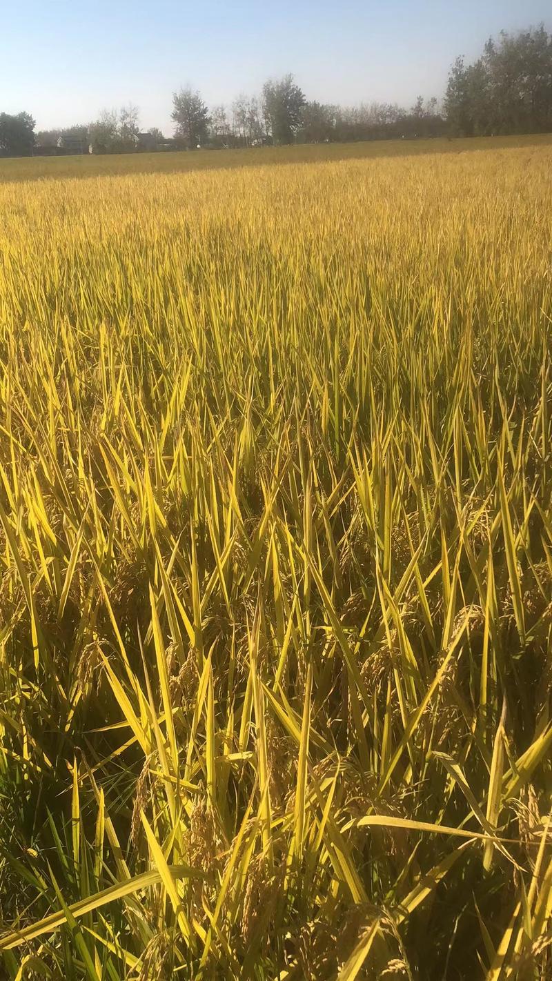 杂交水稻，江苏淮安洪泽区水稻种植，货量大欢迎老板采购