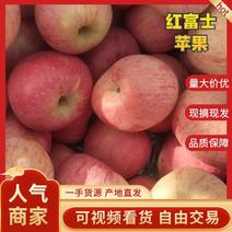 陕西红富士苹果大量上市产地直发一手货源供应全国市场