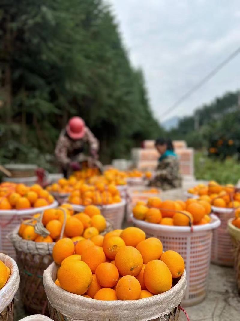 赣南脐橙果园直发市场商超团购电商平台来电优惠