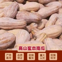 四川高山蜜本南瓜，品质保证价格真实，支持视频看货