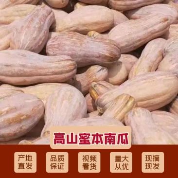 四川高山蜜本南瓜，品质保证价格真实，支持视频看货