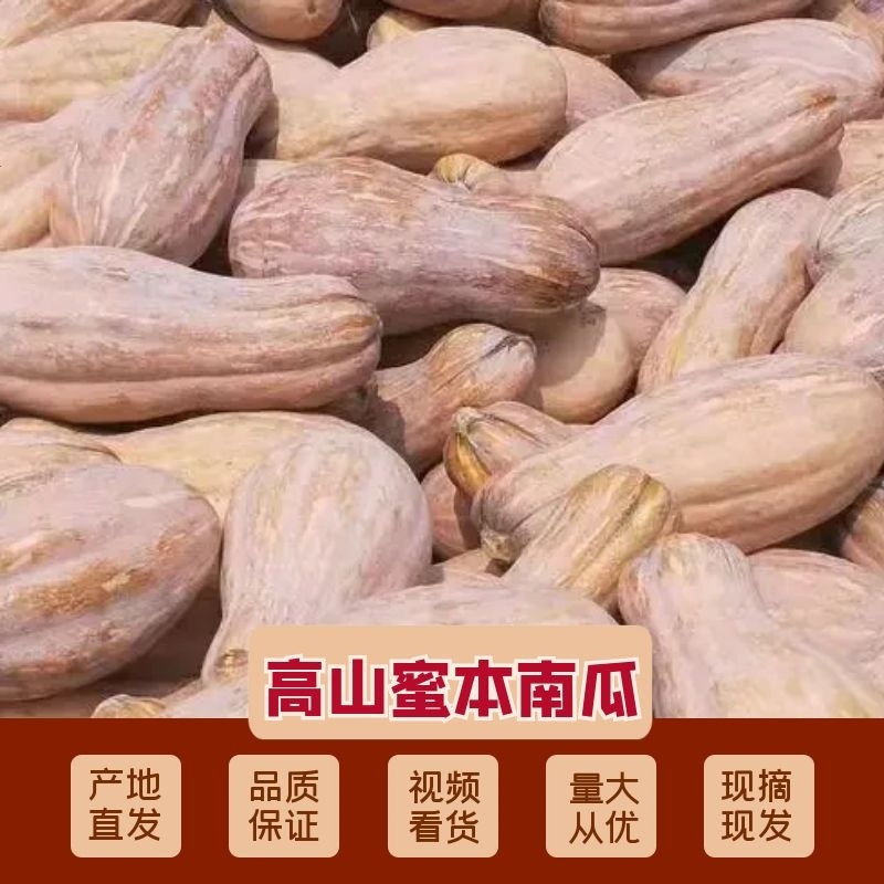 四川高山蜜本南瓜，品质保证价格真实，支持视频看货
