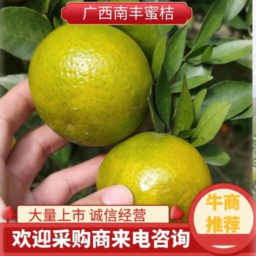 优质南丰蜜桔品质保证诚信经营一手货源欢迎来电采购