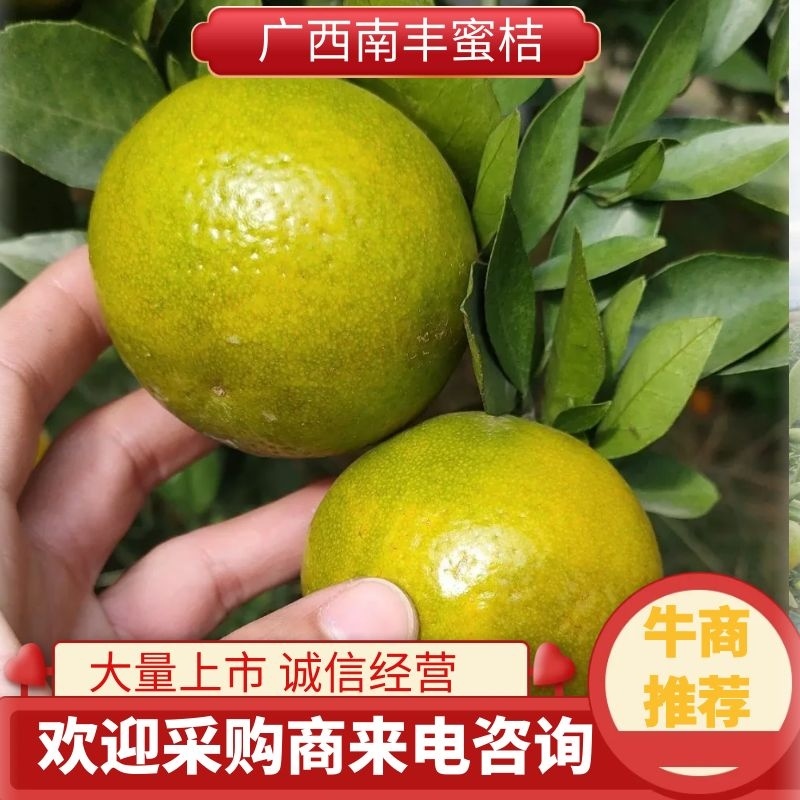 优质南丰蜜桔品质保证诚信经营一手货源欢迎来电采购