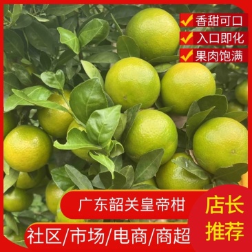 广东皇帝柑，市场黄果私发，社区团购