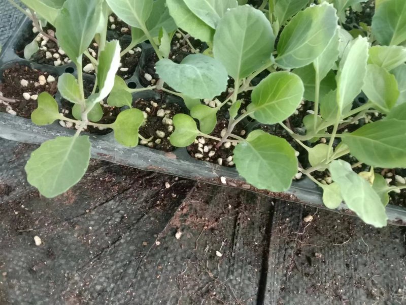 砀山培育有机花菜苗成长快存活率高发货快全国可发