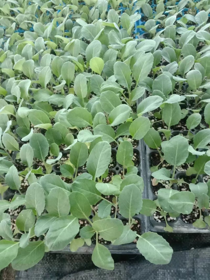 砀山培育有机花菜苗成长快存活率高发货快全国可发