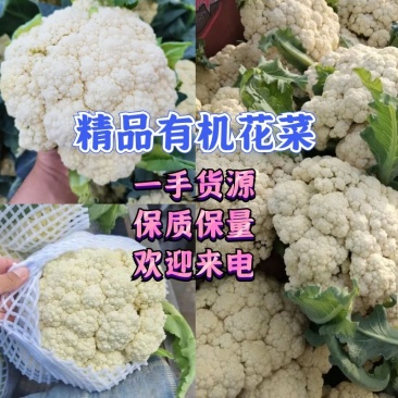 【好货】山东菏泽有机花菜松花菜批发商大型超市社区团购