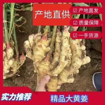 推荐山东精品鲜姜大量上市中产地一手货源保质保量