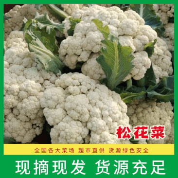 浙江温州菜花松花菜有机花菜质量好价格低随行就市