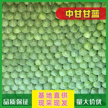 【精选货源】河北中甘甘蓝货源充足协助找车诚信为本等您来电