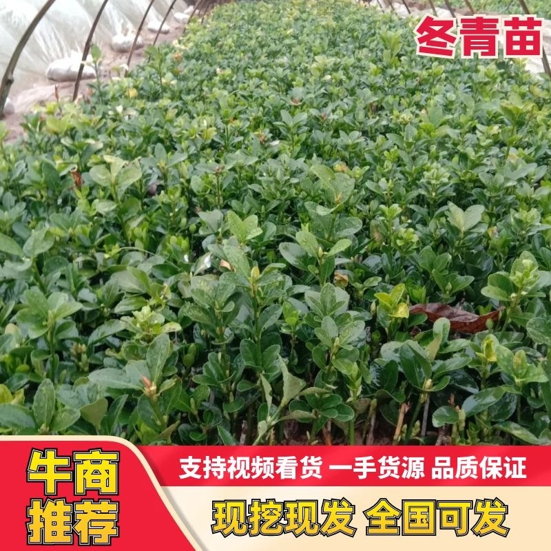 冬青苗耐寒耐热篱笆围墙庭院绿化树苗四季常青