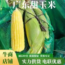 【新鲜采摘】广东甜玉米水果型玉米产地供应货源充足