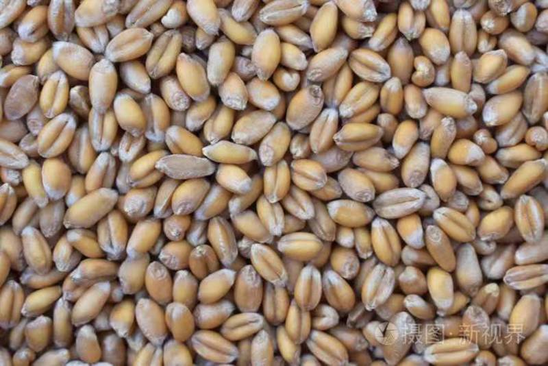 精选河南小麦大量上市产地直发一手货源供应全国市场