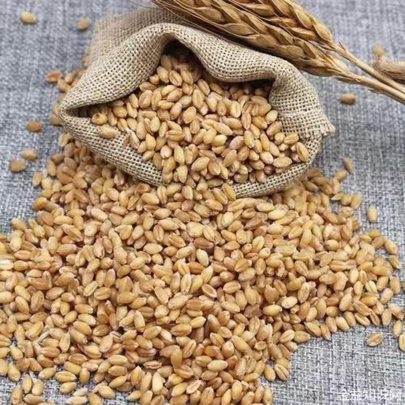 精选河南小麦大量上市产地直发一手货源供应全国市场