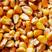 优质干玉米粒大量现货一手货源对接全国电商批发商