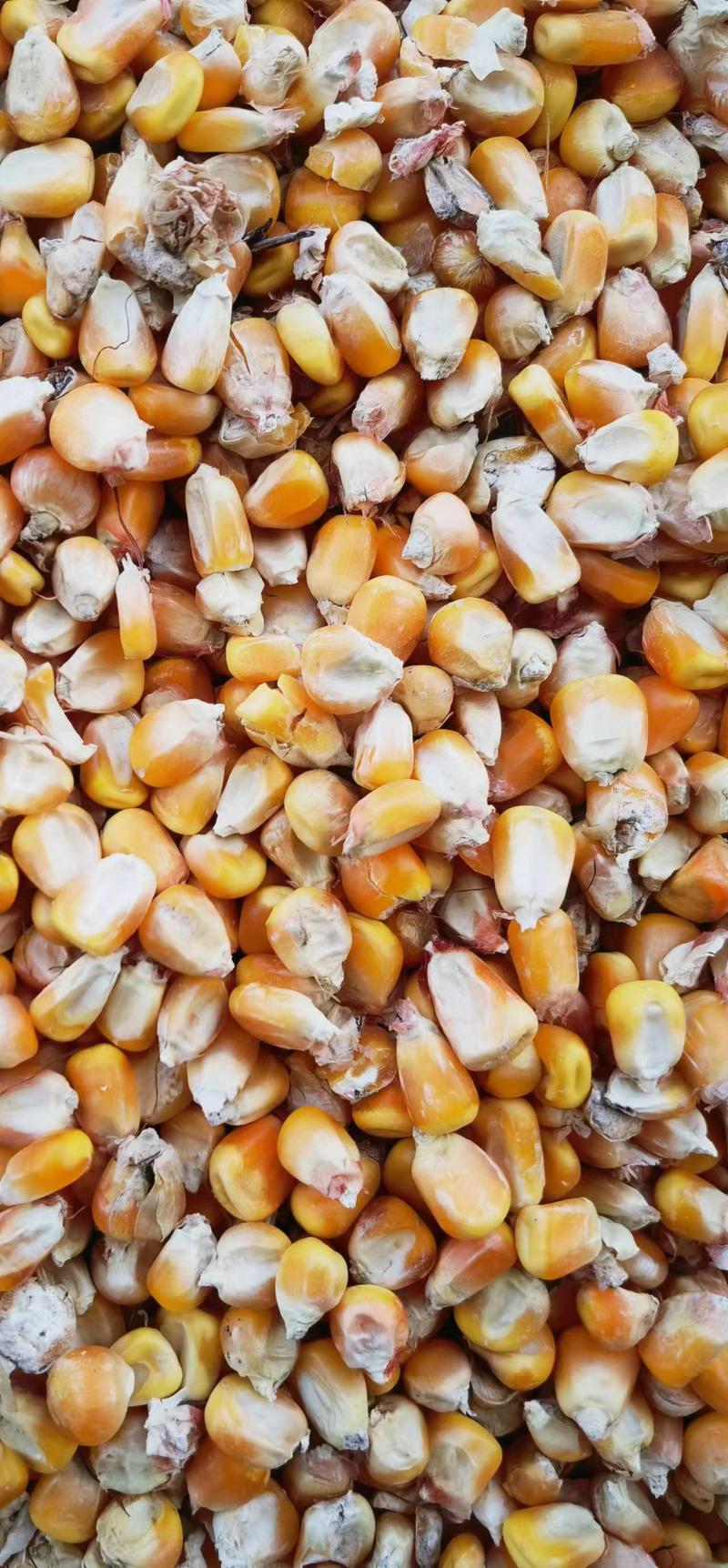 优质干玉米粒大量现货一手货源对接全国电商批发商