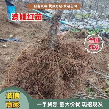 浙江波姬红无花果苗，南北种植根系旺盛价格便宜当年结果