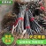 玻姬红无花果苗浙江金华根系旺盛盆栽地栽品种保证红果特大