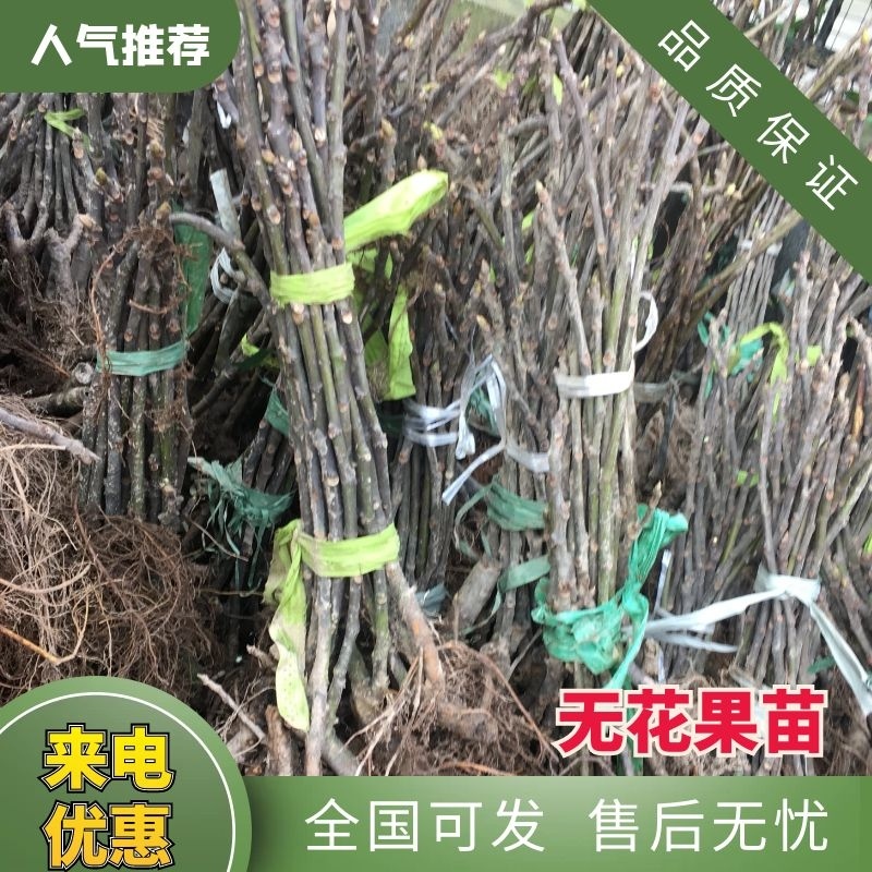 无花果苗树苗四季波姬红当年结果盆栽地栽带果特大南北方室内