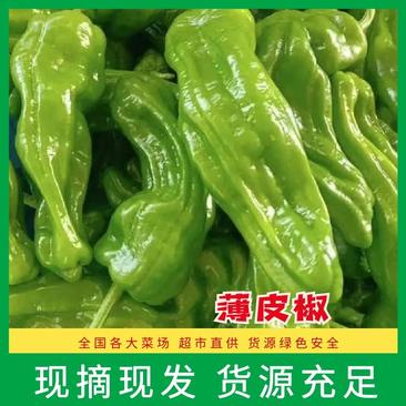 薄皮椒，新鲜青椒货发全国，质量保证