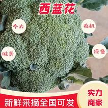 【西兰花】江苏西兰花-耐寒优秀西兰花产地直供支持代发