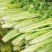 芹菜精品香芹辽宁产地直发新货价格优对接全国欢迎联系