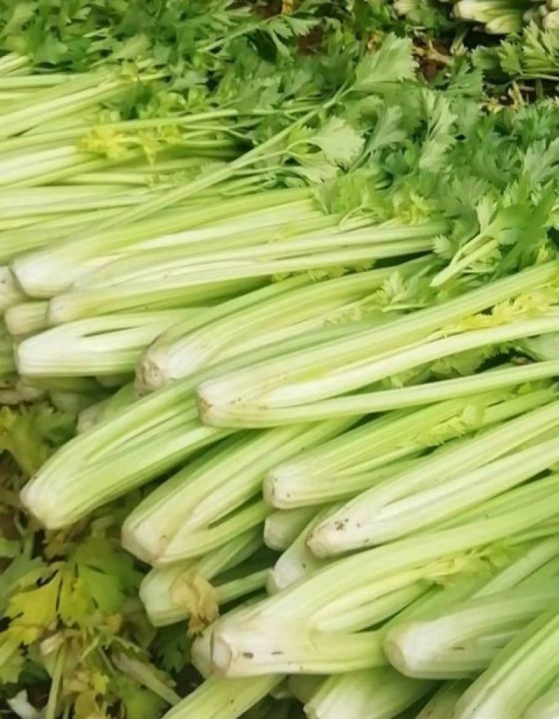 芹菜精品香芹辽宁产地直发新货价格优对接全国欢迎联系